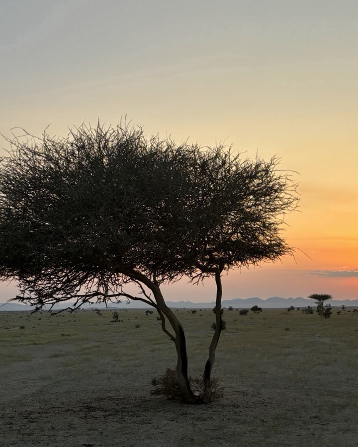 An acacia tree at sunset on the route